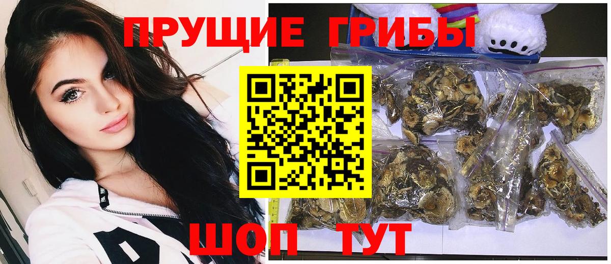 Псилоцибиновые грибы Psilocybe  Галлюциногенные грибы GOLDEN TEACHER  наркошоп  Осинники  Вход с VPN 
